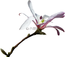 玉蘭,分支機構,png