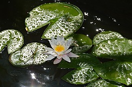 水百合,白,花