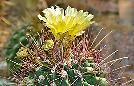 仙人掌,带动,开花
