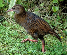 鳥,新西蘭,運(yùn)行