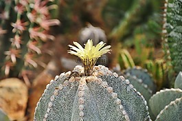 仙人掌,带动,开花