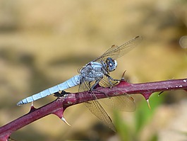 orthetrum coerulescens,蓝蜻蜓,荆棘