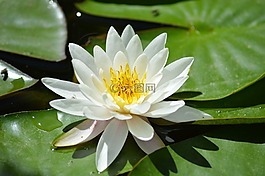 水百合,白,水生植物