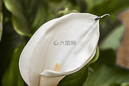 昆蟲,動(dòng)物,性質(zhì)