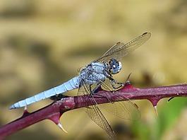 orthetrum coerulescens,蓝蜻蜓,荆棘