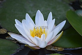 水百合,白,水生植物