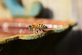 蜂蜜,蜜蜂,水