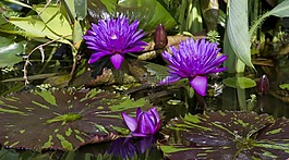 睡蓮,紫,水生植物