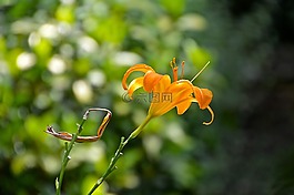 蓬勃發(fā)展,夏季,太陽