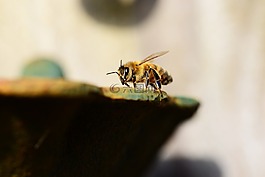蜂蜜,蜜蜂,水