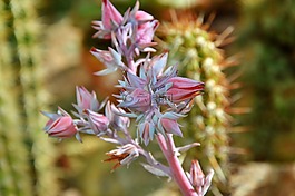仙人掌,带动,开花