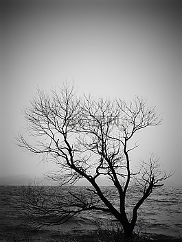 冬季,湖,木材