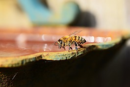 蜂蜜,蜜蜂,水