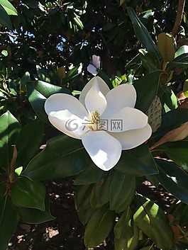 玉蘭花,白,性質(zhì)
