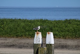 海鷗,端口,鳥