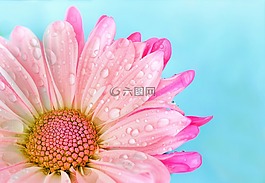 花,自然,植物区系