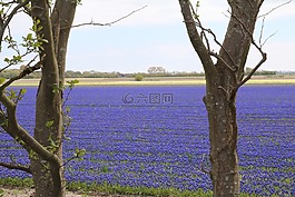葡萄風信子,藍色,領(lǐng)域的鮮花