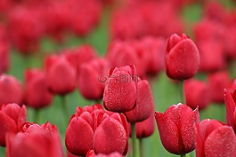 郁金香,紅色,鮮花