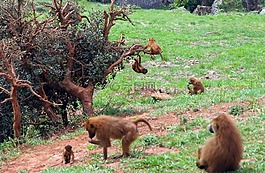 单声道,猿,macaco