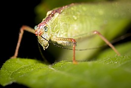 昆蟲,越南,藍色