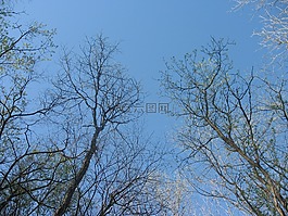樹,森林,自然