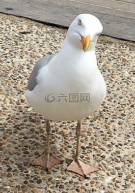 海鷗,嘴鷗,鳥