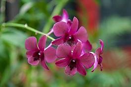 蘭花,花,性質(zhì)