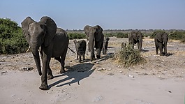 大象,野生動物園,非洲