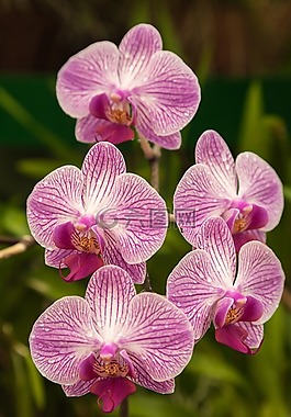 蘭花,花,性質(zhì)