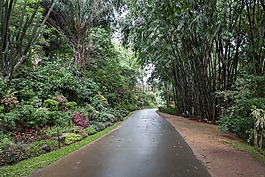 竹,公園,景觀