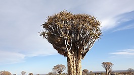 箭袋樹,非洲,魚河峽谷