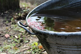 雨水,性質,水