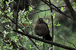 鳥,小雞,性質(zhì)