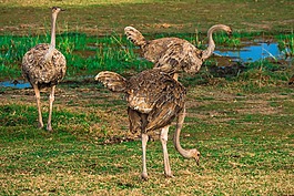 鴕鳥(niǎo),非洲,野生動(dòng)物園