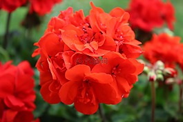 陽臺(tái),開花,紅色