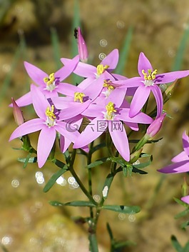 野生花卉,粉紅色的花,花瓣