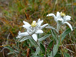 雪絨花,植物,鮮花
