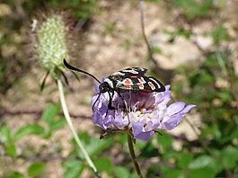 蝴蝶,zygaena filipendulae,gitaneta