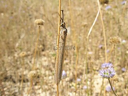 昆蟲,性質(zhì),榮