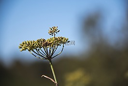 花,野生,性質(zhì)