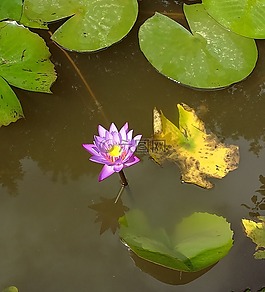 水百合,花,紫色