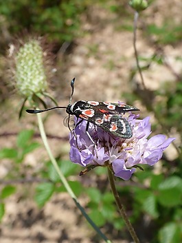 蝴蝶,zygaena filipendulae,gitaneta