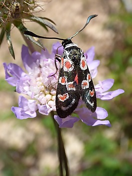 蝴蝶,zygaena filipendulae,gitaneta