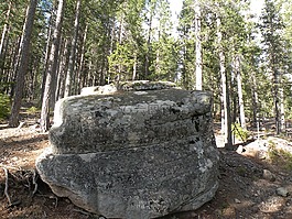 性質(zhì),石頭,樹