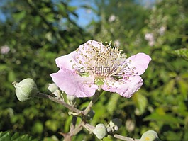 花,鮮花,丁香