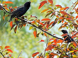 鳥類,歐椋鳥,黑色