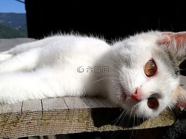 貓,夢想,夢幻