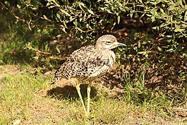 鳥,動物園,野生鳥