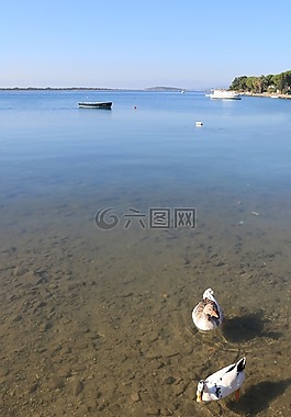 鴨,海洋,鳥