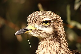 鳥,動物園,野生鳥